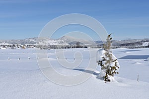 The winter panorama,mountains,juniper and snow covered fields