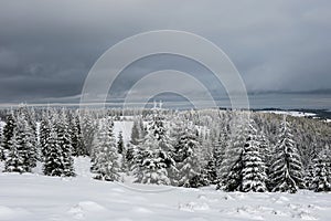 Winter panorama with snow covered trees