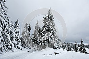 Winter panorama with snow covered trees