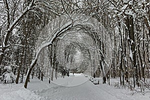Winter Panorama with snow covered trees in South Park in city of Sofia