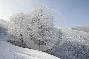 Winter panorama with snow and high-altitude snow-covered trees on the Campania Apennines