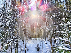 Winter Panorama in a Snowy Forest With Sun Flare. Sunlight pierces through snow-laden trees in a tranquil forest