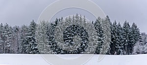 Winter panorama with snowy trees in Black Forest, Germany