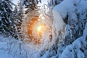 Winter panoramic. Frost forest nature scene with beautiful snow, morning sun, blue sky. Snowy white Christmas tree in sunshine.