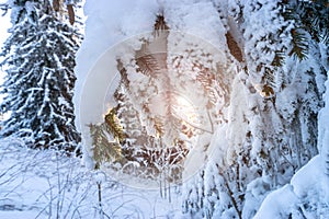 Winter panoramic. Frost forest nature scene with beautiful snow, morning sun, blue sky. Snowy white Christmas tree in sunshine.