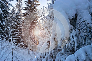 Winter panoramic. Frost forest nature scene with beautiful snow, morning sun, blue sky. Snowy white Christmas tree in sunshine.