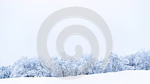 Winter panoramic. Frost forest nature scene with beautiful snow, morning sun, blue sky. Snowy white Christmas tree in sunshine.