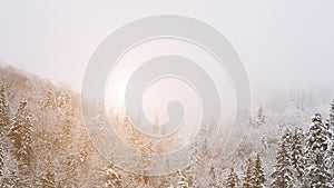 Winter panoramic video background. Fir trees covered with snow on a snowy hill and white cloudy sky. Winter mountains