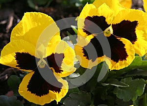 Winter Pansies photo