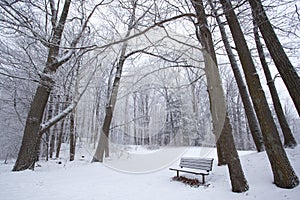 Winter in a Park