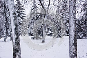 Winter park. Alley Crown. Snow background