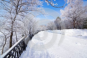 Winter Park Alley With Frosted Trees