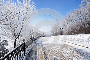 Winter Park Alley With Frosted Trees