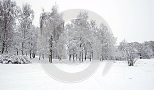 Winter park with birches covered with clean white snow with birch trees with snowy branches in cloudy day