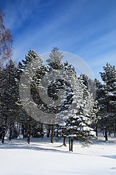 Winter park covered with snow in Truskavets