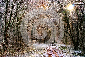 Winter in the park