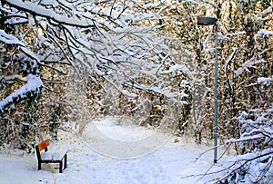 Winter in the park