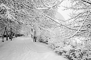 Winter in the park in February after a snowfall