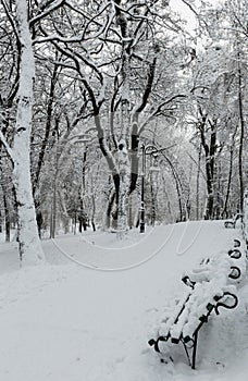 Winter park in Lviv city, Ukraine