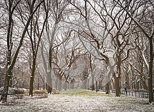 Winter in the Park - New York