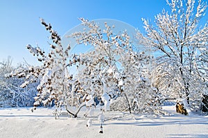 Winter park in snow. Beautiful winter trees branches with a lot of snow. Snow covered trees