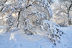 Winter park in snow. Beautiful winter trees branches with a lot of snow. Snow covered trees