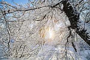 Winter park in snow. Beautiful winter trees branches with a lot of snow. Snow covered trees with sunset