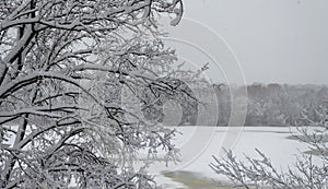 Winter in the park, the snow lies on the branches of the trees.