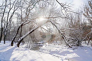 Winter Park. the stream is not frozen, the trees are covered with snow.