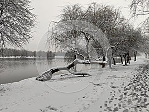 Winter in the park, trees in the snow on the lake shore