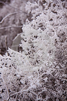 Winter pastel landscape. Frosty grasses. White crystals of snow