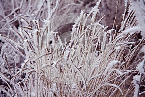 Winter pastel landscape. Frosty grasses. White crystals of snow