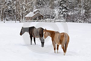 Winter pasture scene with horses and barn in the snow