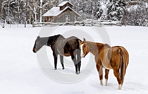 Winter pasture scene with horses and barn in the snow