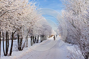 Winter path