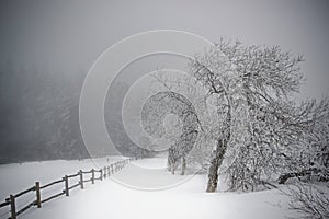 Winter path in the Giant Mountains