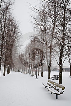 Winter Path in the Park