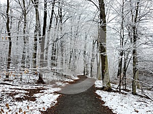 Winter path park snow pathway