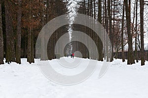 Winter path park. A wide road with people walking and running.