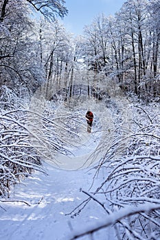 Winter path among the snow and frost covered bushes and trees