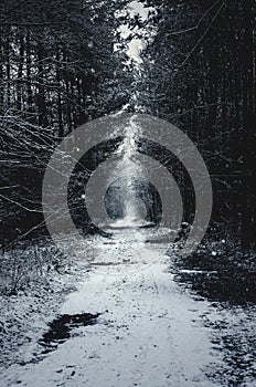 Winter path in the snowy forest