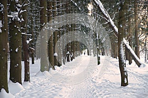 Winter path among trees in snowy forest. Natural winter forest landskape in evening sunlight.