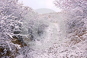 Winter pathway