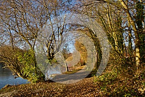 The winter pathway of shedded leaves