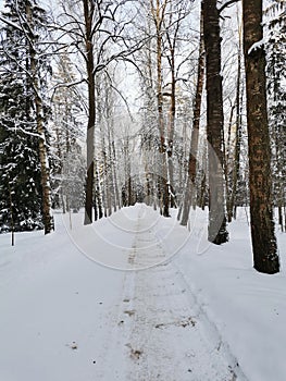 Winter in Pavlovsky Park white snow and cold trees
