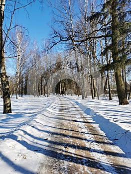 Winter in Pavlovsky Park white snow and cold trees