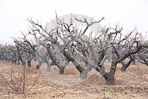 Winter peach orchard