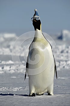 Winter penguin with sunglasses