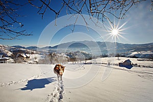 Winter in Pestera Village, Piatra Craiului national park, Brasov, Romania