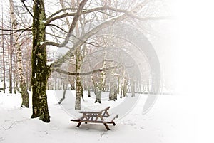 Winter Picnic